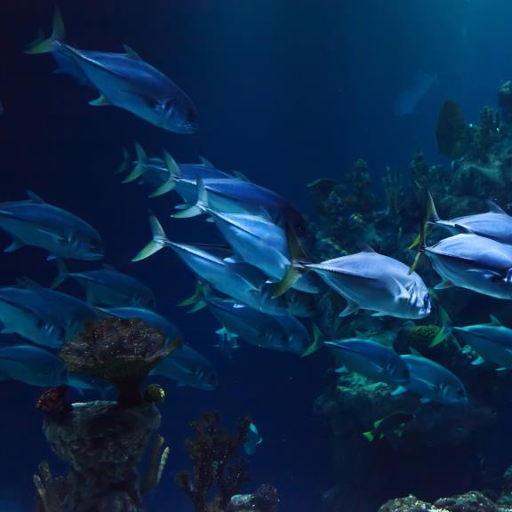New e-learning modules launched on animal welfare and aquatic health