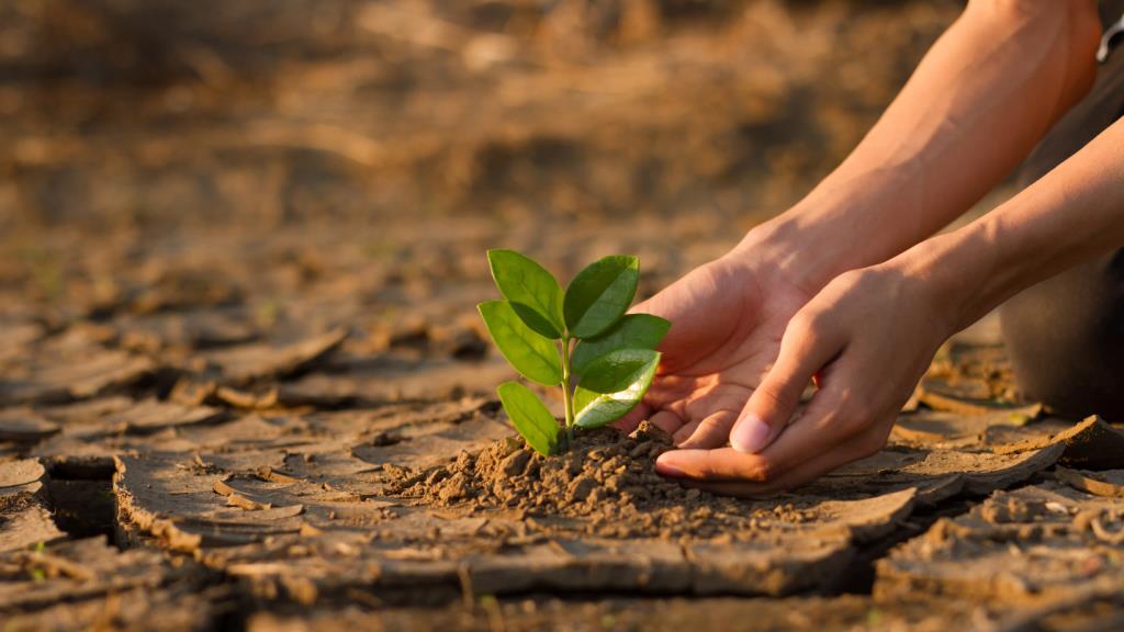 Strengthening the evaluation function of the Food and Agriculture Organisation of the United Nations  (FAO)