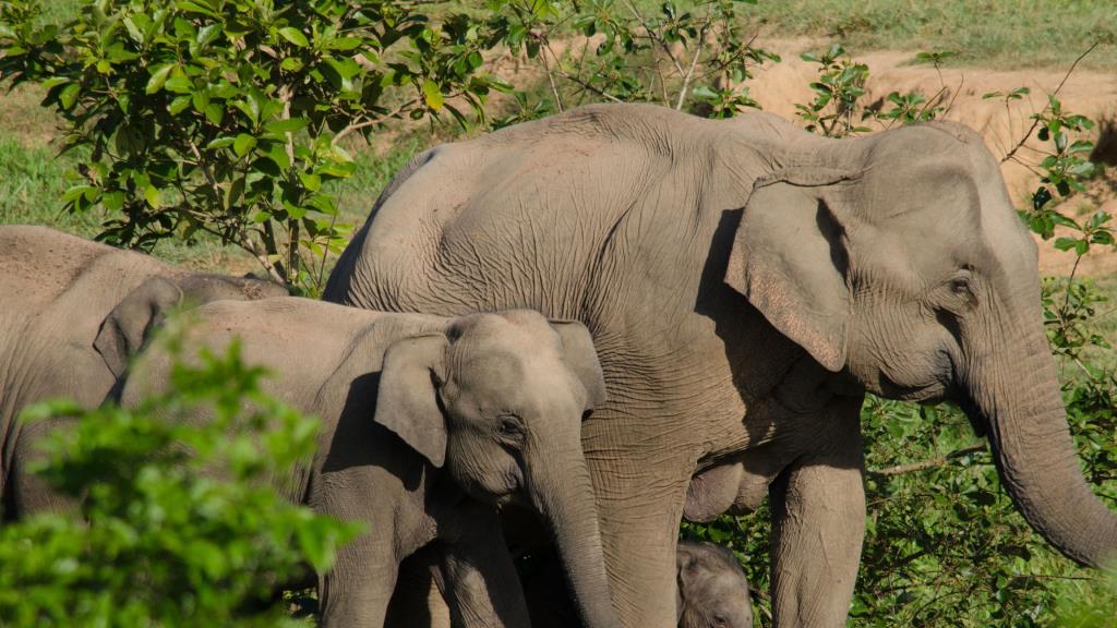 Rafforzare le competenze veterinarie globali 