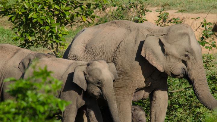 Strengthening Global Veterinary Capacities