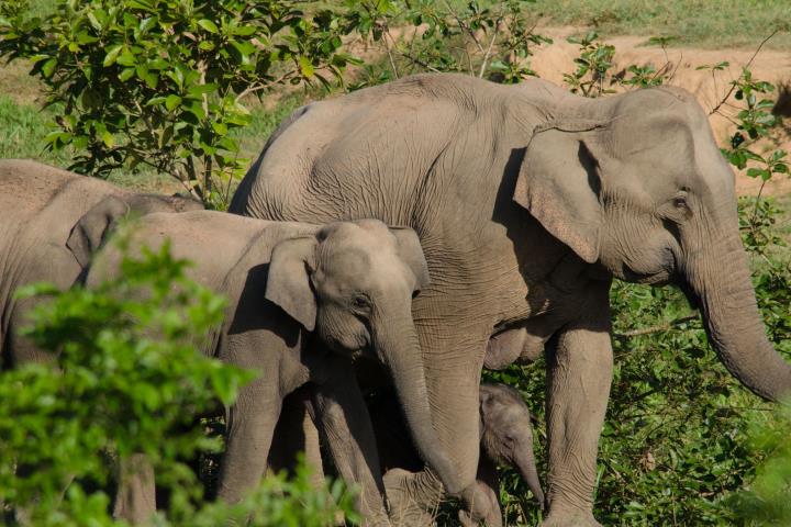 Rafforzare le competenze veterinarie globali 