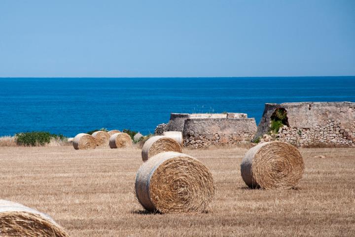 Rafforzare la competitività del settore agricolo con il PSR Puglia 2014/2022 Rafforzare la competitività del settore agricolo con il PSR Puglia 2014/2022